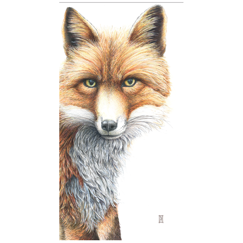 Wild Grey Fox Greeting Card - Fox - Image 2